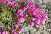 Penstemon rupicola